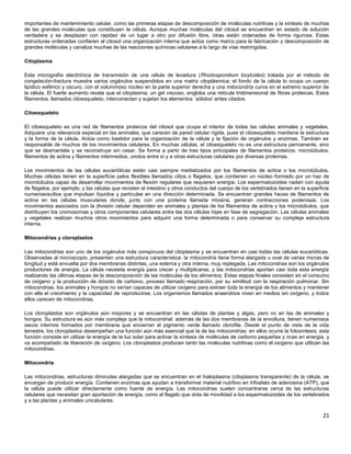 importantes de mantenimiento celular, como las primeras etapas de descomposición de moléculas nutritivas y la síntesis de muchas
de las grandes moléculas que constituyen la célula. Aunque muchas moléculas del citosol se encuentran en estado de solución
verdadera y se desplazan con rapidez de un lugar a otro por difusión libre, otras están ordenadas de forma rigurosa. Estas
estructuras ordenadas confieren al citosol una organización interna que actúa como marco para la fabricación y descomposición de
grandes moléculas y canaliza muchas de las reacciones químicas celulares a lo largo de vías restringidas.
Citoplasma
Esta micrografía electrónica de transmisión de una célula de levadura (Rhodosporidium toryloides) tratada por el método de
congelación-fractura muestra varios orgánulos suspendidos en una matriz citoplásmica; el fondo de la célula lo ocupa un cuerpo
lipídico esférico y oscuro, con el voluminoso núcleo en la parte superior derecha y una mitocondria curva en el extremo superior de
la célula. El fuerte aumento revela que el citoplasma, un gel viscoso, engloba una retícula tridimensional de fibras proteicas. Estos
filamentos, llamados citoesqueleto, interconectan y sujetan los elementos `sólidos' antes citados.
Citoesqueleto
El citoesqueleto es una red de filamentos proteicos del citosol que ocupa el interior de todas las células animales y vegetales.
Adquiere una relevancia especial en las animales, que carecen de pared celular rígida, pues el citoesqueleto mantiene la estructura
y la forma de la célula. Actúa como bastidor para la organización de la célula y la fijación de orgánulos y enzimas. También es
responsable de muchos de los movimientos celulares. En muchas células, el citoesqueleto no es una estructura permanente, sino
que se desmantela y se reconstruye sin cesar. Se forma a partir de tres tipos principales de filamentos proteicos: microtúbulos,
filamentos de actina y filamentos intermedios, unidos entre sí y a otras estructuras celulares por diversas proteínas.
Los movimientos de las células eucarióticas están casi siempre mediatizados por los filamentos de actina o los microtúbulos.
Muchas células tienen en la superficie pelos flexibles llamados cilios o flagelos, que contienen un núcleo formado por un haz de
microtúbulos capaz de desarrollar movimientos de flexión regulares que requieren energía. Los espermatozoides nadan con ayuda
de flagelos, por ejemplo, y las células que revisten el intestino y otros conductos del cuerpo de los vertebrados tienen en la superficie
numerososcilios que impulsan líquidos y partículas en una dirección determinada. Se encuentran grandes haces de filamentos de
actina en las células musculares donde, junto con una proteína llamada miosina, generan contracciones poderosas. Los
movimientos asociados con la división celular dependen en animales y plantas de los filamentos de actina y los microtúbulos, que
distribuyen los cromosomas y otros componentes celulares entre las dos células hijas en fase de segregación. Las células animales
y vegetales realizan muchos otros movimientos para adquirir una forma determinada o para conservar su compleja estructura
interna.
Mitocondrias y cloroplastos
Las mitocondrias son uno de los orgánulos más conspicuos del citoplasma y se encuentran en casi todas las células eucarióticas.
Observadas al microscopio, presentan una estructura característica: la mitocondria tiene forma alargada u oval de varias micras de
longitud y está envuelta por dos membranas distintas, una externa y otra interna, muy replegada. Las mitocondrias son los orgánulos
productores de energía. La célula necesita energía para crecer y multiplicarse, y las mitocondrias aportan casi toda esta energía
realizando las últimas etapas de la descomposición de las moléculas de los alimentos. Estas etapas finales consisten en el consumo
de oxígeno y la producción de dióxido de carbono, proceso llamado respiración, por su similitud con la respiración pulmonar. Sin
mitocondrias, los animales y hongos no serían capaces de utilizar oxígeno para extraer toda la energía de los alimentos y mantener
con ella el crecimiento y la capacidad de reproducirse. Los organismos llamados anaerobios viven en medios sin oxígeno, y todos
ellos carecen de mitocondrias.
Los cloroplastos son orgánulos aún mayores y se encuentran en las células de plantas y algas, pero no en las de animales y
hongos. Su estructura es aún más compleja que la mitocondrial: además de las dos membranas de la envoltura, tienen numerosos
sacos internos formados por membrana que encierran el pigmento verde llamado clorofila. Desde el punto de vista de la vida
terrestre, los cloroplastos desempeñan una función aún más esencial que la de las mitocondrias: en ellos ocurre la fotosíntesis; esta
función consiste en utilizar la energía de la luz solar para activar la síntesis de moléculas de carbono pequeñas y ricas en energía, y
va acompañado de liberación de oxígeno. Los cloroplastos producen tanto las moléculas nutritivas como el oxígeno que utilizan las
mitocondrias.
Mitocondria
Las mitocondrias, estructuras diminutas alargadas que se encuentran en el hialoplasma (citoplasma transparente) de la célula, se
encargan de producir energía. Contienen enzimas que ayudan a transformar material nutritivo en trifosfato de adenosina (ATP), que
la célula puede utilizar directamente como fuente de energía. Las mitocondrias suelen concentrarse cerca de las estructuras
celulares que necesitan gran aportación de energía, como el flagelo que dota de movilidad a los espermatozoides de los vertebrados
y a las plantas y animales unicelulares.
21
 
