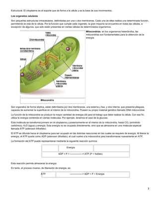 Estructural. El citoplasma es el soporte que da forma a la célula y es la base de sus movimientos.
Los organelos celulares
Son pequeñas estructuras intracelulares, delimitadas por una o dos membranas. Cada una de ellas realiza una determinada función,
permitiendo la vida de la célula. Por la función que cumple cada organelo, la gran mayoría se encuentra en todas las células, a
excepción de algunos, que solo están presentes en ciertas células de determinados organismos.
Mitocondrias: en los organismos heterótrofos, las
mitocondrias son fundamentales para la obtención de la
energía.
Son organelos de forma elíptica, están delimitados por dos membranas, una externa y lisa, y otra interna, que presenta pliegues,
capaces de aumentar la superficie en el interior de la mitocondria. Poseen su propio material genético llamado DNA mitocondrial.
La función de la mitocondria es producir la mayor cantidad de energía útil para el trabajo que debe realizar la célula. Con ese fin,
utiliza la energía contenida en ciertas moléculas. Por ejemplo, tenemos el caso de la glucosa.
Esta molécula se transforma primero en el citoplasma y posteriormente en el interior de la mitocondria, hasta CO2 (anhídrido
carbónico), H2O (agua) y energía. Esta energía no es ocupada directamente, sino que se almacena en una molécula especial
llamada ATP (adenosin trifosfato).
El ATP se difunde hacia el citoplasma para ser ocupado en las distintas reacciones en las cuales se requiere de energía. Al liberar la
energía, el ATP queda como ADP (adenosin difosfato), el cual vuelve a la mitocondria para transformarse nuevamente en ATP.
La formación del ATP puede representarse mediante la siguiente reacción química:
Energía
ADP + P + ----------------> ATP (P = fosfato)
Esta reacción permite almacenar la energía.
En tanto, el proceso inverso, de liberación de energía, es:
ATP ----------------> ADP + P + Energía
3
Mitocondria
 