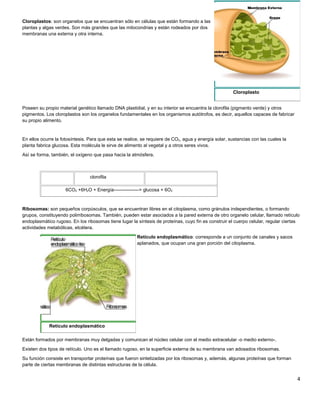 Cloroplastos: son organelos que se encuentran sólo en células que están formando a las
plantas y algas verdes. Son más grandes que las mitocondrias y están rodeados por dos
membranas una externa y otra interna.
Poseen su propio material genético llamado DNA plastidial, y en su interior se encuentra la clorofila (pigmento verde) y otros
pigmentos. Los cloroplastos son los organelos fundamentales en los organismos autótrofos, es decir, aquellos capaces de fabricar
su propio alimento.
En ellos ocurre la fotosíntesis. Para que esta se realice, se requiere de CO2, agua y energía solar, sustancias con las cuales la
planta fabrica glucosa. Esta molécula le sirve de alimento al vegetal y a otros seres vivos.
Así se forma, también, el oxígeno que pasa hacia la atmósfera.
clorofila
6CO2 +6H2O + Energía----------------> glucosa + 6O2
Ribosomas: son pequeños corpúsculos, que se encuentran libres en el citoplasma, como gránulos independientes, o formando
grupos, constituyendo polirribosomas. También, pueden estar asociados a la pared externa de otro organelo celular, llamado retículo
endoplasmático rugoso. En los ribosomas tiene lugar la síntesis de proteínas, cuyo fin es construir el cuerpo celular, regular ciertas
actividades metabólicas, etcétera.
Retículo endoplasmático: corresponde a un conjunto de canales y sacos
aplanados, que ocupan una gran porción del citoplasma.
Están formados por membranas muy delgadas y comunican el núcleo celular con el medio extracelular -o medio externo-.
Existen dos tipos de retículo. Uno es el llamado rugoso, en la superficie externa de su membrana van adosados ribosomas.
Su función consiste en transportar proteínas que fueron sintetizadas por los ribosomas y, además, algunas proteínas que forman
parte de ciertas membranas de distintas estructuras de la célula.
4
Cloroplasto
Retículo endoplasmático
 