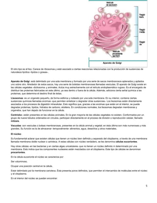 El otro tipo es el liso. Carece de ribosomas y está asociado a ciertas reacciones relacionadas con la producción de sustancias de
naturaleza lipídica -lípidos o grasas-.
Aparato de Golgi: está delimitado por una sola membrana y formado por una serie de sacos membranosos aplanados y apilados
uno sobre otro. Alrededor de estos sacos, hay una serie de bolsitas membranosas llamadas vesículas. El aparato de Golgi existe en
las células vegetales -dictiosoma- y animales. Actúa muy estrechamente con el retículo endoplasmático rugoso. Es el encargado de
distribuir las proteínas fabricadas en este último, ya sea dentro o fuera de la célula. Además, adiciona cierta señal química a las
proteínas, que determina el destino final de éstas.
Lisosomas: es un organelo pequeño, de forma esférica y rodeado por una sola membrana. En su interior, contiene ciertas
sustancias químicas llamadas enzimas -que permiten sintetizar o degradar otras sustancias-. Los lisosomas están directamente
asociados a los procesos de digestión intracelular. Esto significa que, gracias a las enzimas que están en el interior, se puede
degradar proteínas, lípidos, hidratos de carbono, etcétera. En condiciones normales, los lisosomas degradan membranas y
organelos, que han dejado de funcionar en la célula.
Centríolos: están presentes en las células animales. En la gran mayoría de las células vegetales no existen. Conformados por un
grupo de nueve túbulos ordenados en círculos, participan directamente en el proceso de división o reproducción celular, llamado
mitosis.
Vacuolas: son vesículas o bolsas membranosas, presentes en la célula animal y vegetal; en ésta última son más numerosas y más
grandes. Su función es la de almacenar -temporalmente- alimentos, agua, desechos y otros materiales.
El núcleo
Es fundamental aclarar que existen células que tienen un núcleo bien definido y separado del citoplasma, a través de una membrana
llamada membrana doble nuclear o carioteca. A estas células con núcleo verdadero, se les denomina células eucariontes.
Hay otras células -en las bacterias y en ciertas algas unicelulares- que no tienen un núcleo definido ni determinado por una
membrana. Esto indica que los componentes nucleares están mezclados con el citoplasma. Este tipo de células se denominan
procariontes.
En la célula eucarionte el núcleo se caracteriza por:
Ser voluminoso.
Ocupar una posición central en la célula.
Estar delimitado por la membrana carioteca. Ésta presenta poros definidos, que permiten el intercambio de moléculas entre el núcleo
y el citoplasma.
En el interior del núcleo se pueden encontrar:
5
Aparato de Golgi
 