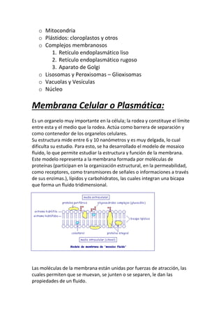 Las moléculas de la membrana están unidas por fuerzas de atracción, las
cuales permiten que se muevan, se junten o se separen, le dan las
propiedades de un fluido.
Funciones de la membrana celular o plasmática:
 Delimita la célula
 Protege la célula
 Regula el paso de sustancias del interior al exterior o viceversa
 Recibe información que le permite detectar cambios en el medio y
reaccionar ante ellos
 Mantener relaciones estructurales y químicas con células vecinas.
 Fija el citoesqueleto de la célula.
 En las neuronas ayuda en la transmisión de impulsos.
Función principal: Regulación de paso de sustancias
Regula el paso de elementos de afuera hacia adentro y viceversa. Es
semipermeables (selectivamente permeable). A este proceso se le
denomina transporte, estos se clasifican según la sustancia y la cantidad
en: Transporte Pasivo y Transporte Activo.
Transporte Pasivo:
Consiste en el ingreso o salida de sustancias a través de la membrana. El
movimiento va de una zona de mayor concentración de moléculas a otra
de menor concentración.
 