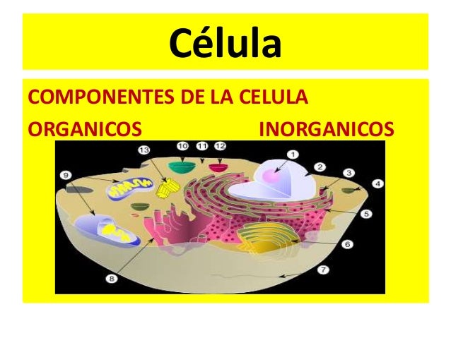 Célula