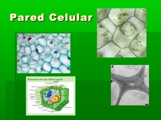 PPaarreedd CCeelluullaarr 
 