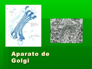 AAppaarraattoo ddee 
GGoollggii 
 