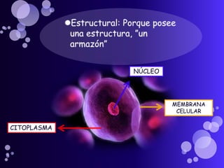 MEMBRANA
CELULAR
CITOPLASMA
NÚCLEO