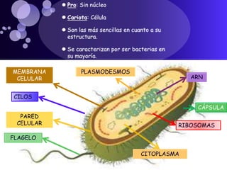 PLASMODESMOS
RIBOSOMAS
CILOS
FLAGELO
CITOPLASMA
ARN
MEMBRANA
CELULAR
PARED
CELULAR
CÁPSULA