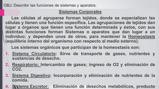 OBJ: Describir las funciones de sistemas y aparatos.
12 Sistemas Corporales
Las células al agruparse forman tejidos, donde se especializan las
células y tienen una función específica. Las agrupaciones de tejidos dan
lugar a órganos que tienen una función determinada y éstos, con sus
distintas funciones forman Sistemas o aparatos que dan lugar a un
individuo; y dependen unos de otros, para mantener la Homeostasis
(equilibrio interno del organismo con respecto al medio externo).
Los sistemas orgánicos que participan de la homeostasis son:
1. Sistema Circulatorio: Sirve de transporte de gases, nutrientes y
sustancias de desecho.
2. Respiratorio: Intercambio de gases; ingreso de O2 y eliminación de
CO2.
3. Sistema Digestivo: Incorporación y eliminación de nutrientes de la
comida.
4. Sistema Excretor: Eliminación de desechos metabólicos, producto
 