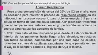 OBJ: Conocer las partes del aparato respiratorio y su fisiología.
21 Aparato Respiratorio
Pese a una composición de cerca del 20% de O2 en el aire, éste
es necesario para realizar el proceso de respiración celular en las
mitocondrias, proceso necesario para obtener energía útil para la
célula en forma de una molécula llamada ATP (adenosín trifosfato)
que al romperse sus enlaces con el grupo fosfato se obtiene la
energía para realizar las acciones de la vida.
p. 8°C: Para esto, el aire insiparado pasa desde el exterior hacia el
interior de los pulmones hasta llegar a los alveolos, estructuras
con forma de sacos, compuestos por una sola capa de células,
rodeados a su vez de capilares sanguíneos, lo que permite extraer
el CO2 de la sangre y permite el ingreso de O2 a la misma.
 