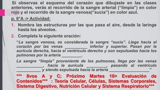 22
Si observas el esquema del corazón que dibujaste en las clases
anteriores, verás el recorrido de la sangre arterial (“limpia”) en color
rojo y el recorrido de la sangre venosa(“sucia”) en color azul.
p. 8°A -> Actividad:
1. Nombra las estructuras por las que pasa el aire, desde la laringe
hasta los alveolos.
2. Completa la siguiente oración:
“La sangre venosa, es considerada la sangre “sucia”. Llega hacia el
corazón por las venas __________ inferior y superior. Pasan por la
aurícula derecha, hacia el ventrículo derecho y son expulsadas hacia los
pulmones por la arteria _________.
La sangre “limpia” proveniente de los pulmones, llega por las venas
____________, hacia la aurícula _________, pasando al ventrículo
___________ y siendo expulsada hacia la arteria __________________”
*** 8vos A y C; Próximo Martes 10> Evaluación de
Contenidos*** : Teoría Celular, Células, Sistemas Corporales,
Sistema Digestivo, Nutrición Celular y Sistema Respiratorio***
 