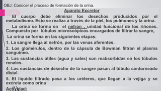 OBJ: Conocer el proceso de formación de la orina.
24
Aparato Excretor
El cuerpo debe eliminar los desechos producidos por el
metabolismo. Esto se realiza a través de la piel, los pulmones y la orina.
La orina se forma en el nefrón , unidad funcional de los riñones.
Compuesto por túbulos microscópicos encargados de filtrar la sangre.
La orina se forma en las siguientes etapas:
1. La sangre llega al nefrón, por las venas aferentes.
2. Los glomérulos, dentro de la cápsula de Bowman filtran el plasma
sanguíneo.
3. Las sustancias útiles (agua y sales) son reabsorbidas en los túbulos
renales.
4. Las sustancias de desecho de la sangre pasan al túbulo contorneado
distal.
5. El líquido filtrado pasa a los uréteres, que llegan a la vejiga y se
excreta como orina
Actividad:
 