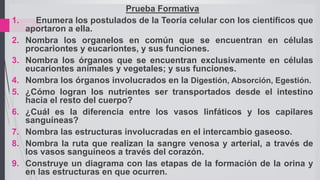 26
Prueba Formativa
1. Enumera los postulados de la Teoría celular con los científicos que
aportaron a ella.
2. Nombra los organelos en común que se encuentran en células
procariontes y eucariontes, y sus funciones.
3. Nombra los órganos que se encuentran exclusivamente en células
eucariontes animales y vegetales; y sus funciones.
4. Nombra los órganos involucrados en la Digestión, Absorción, Egestión.
5. ¿Cómo logran los nutrientes ser transportados desde el intestino
hacia el resto del cuerpo?
6. ¿Cuál es la diferencia entre los vasos linfáticos y los capilares
sanguíneas?
7. Nombra las estructuras involucradas en el intercambio gaseoso.
8. Nombra la ruta que realizan la sangre venosa y arterial, a través de
los vasos sanguíneos a través del corazón.
9. Construye un diagrama con las etapas de la formación de la orina y
en las estructuras en que ocurren.
 
