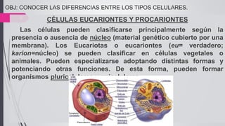 OBJ: CONOCER LAS DIFERENCIAS ENTRE LOS TIPOS CELULARES.
6 CÉLULAS EUCARIONTES Y PROCARIONTES
Las células pueden clasificarse principalmente según la
presencia o ausencia de núcleo (material genético cubierto por una
membrana). Los Eucariotas o eucariontes (eu= verdadero;
karion=núcleo) se pueden clasificar en células vegetales o
animales. Pueden especializarse adoptando distintas formas y
potenciando otras funciones. De esta forma, pueden formar
organismos pluricelulares y unicelulares.
 