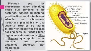 8
Mientras que los
procariontes (pro= primitivo),
grupo que contiene a las
bacterias, poseen su material
genético libre en el citoplasma,
además de ribosomas,
membrana plasmática y una
cubierta externa de pared
celular y en ocasiones rodeada
por una cápsula. Pueden tener
organelos externos como cilios
o flagelos que ayudan a su
motilidad. No poseen
organelos cubiertos por
membranas.
 
