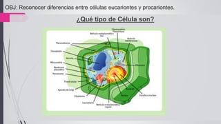 9
OBJ: Reconocer diferencias entre células eucariontes y procariontes.
¿Qué tipo de Célula son?
 