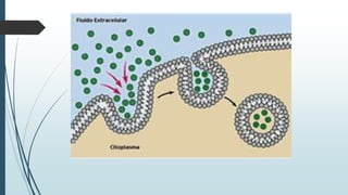 Introducción a la Célula
