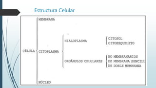 Estructura Celular
 