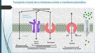 Transporte a través de la membrana celular o membrana plasmática
 