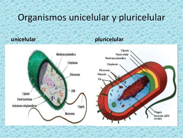 Célula