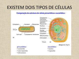 EXISTEM DOIS TIPOS DE CÉLULAS
 