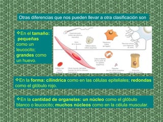 Otras diferencias que nos pueden llevar a otra clasificación son:
En el tamaño:
pequeñas
como un
leucocito;
grandes como
un huevo.
En la forma: cilíndrica como en las células epiteliales; redondas
como el glóbulo rojo.
En la cantidad de organelas: un núcleo como el glóbulo
blanco o leucocito; muchos núcleos como en la célula muscular.
 