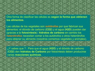 Otra forma de clasificar las células es según la forma que obtienen
los alimentos.
Las células de los vegetales son autótrofas por que fabrican sus
alimentos: el dióxido de carbono (CO2) y el agua (H2O) pueden dar
(gracias a la fotosíntesis) hidratos de carbono en cambio los
heterótrofos necesitan comer a los autótrofos o otros heterótrofos
para obtener su alimento (nosotros comemos vegetales y animales).
¿Y sabes que ? : Para que el agua (H2O) y el dióxido de carbono
(CO2) den hidratos de Carbono por fotosíntesis deben producirse
varias reacciones químicas.
 