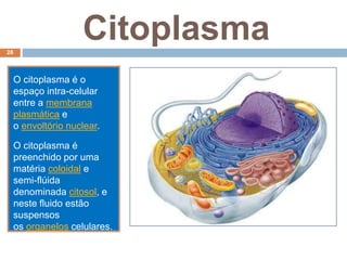 Citoplasma
O citoplasma é o
espaço intra-celular
entre a membrana
plasmática e
o envoltório nuclear.
O citoplasma é
preenchido por uma
matéria coloidal e
semi-flúida
denominada citosol, e
neste fluido estão
suspensos
os organelos celulares.
28
 