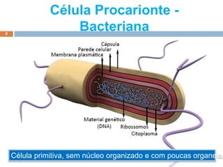 Célula Procarionte -
Bacteriana
8
Elab.: Prof. Gilmar
Célula primitiva, sem núcleo organizado e com poucas organelas
 