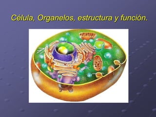 Célula, Organelos, estructura y función.
 