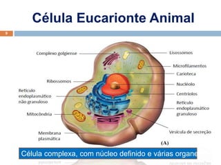Célula Eucarionte Animal
9
Elab.: Prof. Gilmar
Célula complexa, com núcleo definido e várias organelas
 