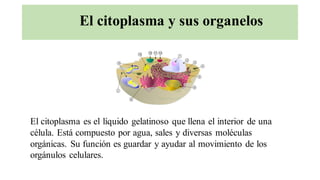 El citoplasma y sus organelos
El citoplasma es el líquido gelatinoso que llena el interior de una
célula. Está compuesto por agua, sales y diversas moléculas
orgánicas. Su función es guardar y ayudar al movimiento de los
orgánulos celulares.
 