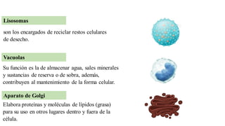 Lisosomas
son los encargados de reciclar restos celulares
de desecho.
Vacuolas
Su función es la de almacenar agua, sales minerales
y sustancias de reserva o de sobra, además,
contribuyen al mantenimiento de la forma celular.
Aparato de Golgi
Elabora proteínas y moléculas de lípidos (grasa)
para su uso en otros lugares dentro y fuera de la
célula.
 