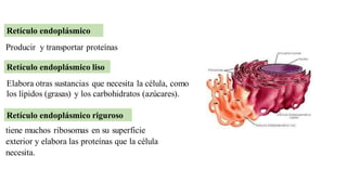Retículo endoplásmico
Producir y transportar proteínas
Retículo endoplásmico liso
Elabora otras sustancias que necesita la célula, como
los lípidos (grasas) y los carbohidratos (azúcares).
Retículo endoplásmico riguroso
tiene muchos ribosomas en su superficie
exterior y elabora las proteínas que la célula
necesita.
 