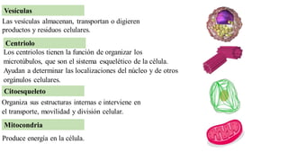 Vesículas
Las vesículas almacenan, transportan o digieren
productos y residuos celulares.
Los centriolos tienen la función de organizar los
microtúbulos, que son el sistema esquelético de la célula.
Ayudan a determinar las localizaciones del núcleo y de otros
orgánulos celulares.
Centriolo
Citoesqueleto
Organiza sus estructuras internas e interviene en
el transporte, movilidad y división celular.
Mitocondria
Produce energía en la célula.
 