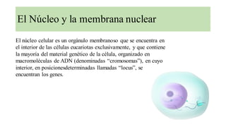 El Núcleo y la membrana nuclear
El núcleo celular es un orgánulo membranoso que se encuentra en
el interior de las células eucariotas exclusivamente, y que contiene
la mayoría del material genético de la célula, organizado en
macromoléculas de ADN (denominadas “cromosomas”), en cuyo
interior, en posicionesdeterminadas llamadas “locus”, se
encuentran los genes.
 