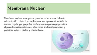 Membrana Nuclear
Membrana nuclear sirve para separar los cromosomas del resto
del contenido celular. La envoltura nuclear aparece atravesada de
manera regular por pequeñas perforaciones o poros que permiten
el paso de ciertos materiales, tales como ácidos ribonucleicos y
proteínas, entre el núcleo y el citoplasma.
 