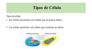 Tipos de Célula
Tipos de célula
• Las células procariotas :son células que no poseen núcleo.
• Las células eucariotas: son células que contienen un núcleo.
 