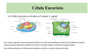 Célula Eucariota
La Célula Eucoriota se dividen en 2 animal y vegetal
Las células vegetales tienen una pared celular, así como una membrana celular.En las plantas, la pared
celularrodea la membrana celular.Esto le da a la célulavegetal su forma rectangulartípica.
Las células animales solo tienen una membrana celular, y carecen de pared celular.
 