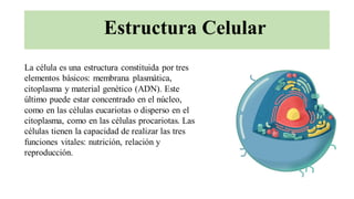 Estructura Celular
La célula es una estructura constituida por tres
elementos básicos: membrana plasmática,
citoplasma y material genético (ADN). Este
último puede estar concentrado en el núcleo,
como en las células eucariotas o disperso en el
citoplasma, como en las células procariotas. Las
células tienen la capacidad de realizar las tres
funciones vitales: nutrición, relación y
reproducción.
 