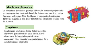 La membrana plasmática protege a la célula. También proporciona
un entorno estable dentro de la célula. Esta membrana tiene varias
funciones diferentes. Una de ellas es el transporte de nutrientes
dentro de la célula y otra es el transporte de sustancias tóxicas fuera
de la célula.
Membrana plasmática
Es el medio gelatinoso donde flotan todos los
elementos particulares de cada célula. En el
citoplasma de las células eucariotas se
encuentran otras estructuras especializadas de la
célula llamadas orgánulos.
Citoplasma
 