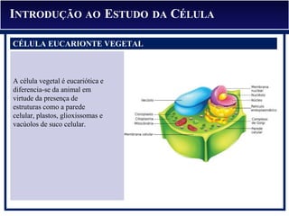 INTRODUÇÃO AO ESTUDO DA CÉLULA
CÉLULA EUCARIONTE VEGETAL
A célula vegetal é eucariótica e
diferencia-se da animal em
virtude da presença de
estruturas como a parede
celular, plastos, glioxissomas e
vacúolos de suco celular.
 