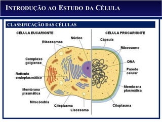 INTRODUÇÃO AO ESTUDO DA CÉLULA
CLASSIFICAÇÃO DAS CÉLULAS
 