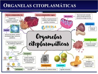 ORGANELAS CITOPLASMÁTICAS
 