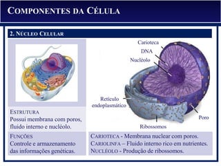CARIOTECA - Membrana nuclear com poros.
CARIOLINFA – Fluido interno rico em nutrientes.
NUCLÉOLO - Produção de ribossomos.
2. NÚCLEO CELULAR
ESTRUTURA
Possui membrana com poros,
fluido interno e nucléolo.
FUNÇÕES
Controle e armazenamento
das informações genéticas.
Carioteca
DNA
Nucléolo
Retículo
endoplasmático
Ribossomos
Poro
COMPONENTES DA CÉLULA
2. NÚCLEO CELULAR
 