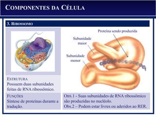 OBS.1 - Suas subunidades de RNA ribossômico
são produzidas no nucléolo.
Obs.2 – Podem estar livres ou aderidos ao RER.
3. RIBOSSOMO
ESTRUTURA
Possuem duas subunidades
feitas de RNA ribossômico.
FUNÇÕES
Síntese de proteínas durante a
tradução.
Proteína sendo produzida
Subunidade
maior
Subunidade
menor
COMPONENTES DA CÉLULA
3. RIBOSSOMO
 