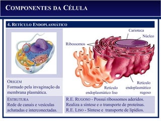 R.E. RUGOSO - Possui ribossomos aderidos.
Realiza a síntese e o transporte de proteínas.
R.E. LISO - Síntese e transporte de lipídios.
Carioteca
Núcleo
Ribossomos
Retículo
endoplasmático liso
Retículo
endoplasmático
rugoso
3. RIBOSSOMO
ORIGEM
Formado pela invaginação da
membrana plasmática.
ESTRUTURA
Rede de canais e vesículas
achatadas e interconectadas.
4. RETÍCULO ENDOPLASMÁTICO
COMPONENTES DA CÉLULA
 