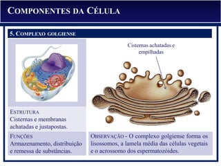 OBSERVAÇÃO - O complexo golgiense forma os
lisossomos, a lamela média das células vegetais
e o acrossomo dos espermatozóides.
5. COMPLEXO DE GOL
ESTRUTURA
Cisternas e membranas
achatadas e justapostas.
FUNÇÕES
Armazenamento, distribuição
e remessa de substâncias.
Cisternas achatadas e
empilhadas
COMPONENTES DA CÉLULA
5. COMPLEXO GOLGIENSE
 