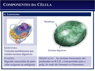 OBSERVAÇÃO – As enzimas lisossomais são
produzidas no R.E.R. e transportadas para o
golgi, de onde são formados os lisossomos.
Enzimas digestivas
Membrana
COMPONENTES DA CÉLULA
6. LISOSSOMO
ESTRUTURA
Vesículas membranosas que
contém enzimas digestivas.
FUNÇÕES
Digestão intracelular de partí-
culas exógenas ou endógenas.
6. LISOSSOMO
 