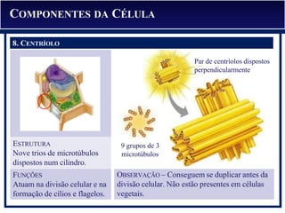 7. PEROXISSOMO
ESTRUTURA
Nove trios de microtúbulos
dispostos num cilindro.
FUNÇÕES
Atuam na divisão celular e na
formação de cílios e flagelos.
OBSERVAÇÃO – Conseguem se duplicar antes da
divisão celular. Não estão presentes em células
vegetais.
8. CENTRÍOLO
COMPONENTES DA CÉLULA
Par de centríolos dispostos
perpendicularmente
9 grupos de 3
microtúbulos
 