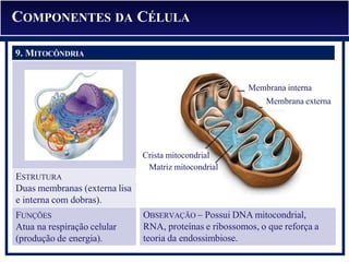 OBSERVAÇÃO – Possui DNA mitocondrial,
RNA, proteínas e ribossomos, o que reforça a
teoria da endossimbiose.
7. PEROXISSOMO
FUNÇÕES
Atua na respiração celular
(produção de energia).
9. MITOCÔNDRIA
Membrana interna
Membrana externa
Crista mitocondrial
Matriz mitocondrial
ESTRUTURA
Duas membranas (externa lisa
e interna com dobras).
COMPONENTES DA CÉLULA
 