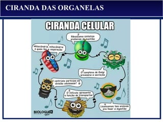 CIRANDA DAS ORGANELAS
 
